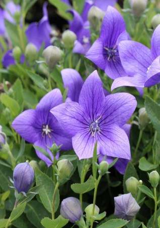 ПЛАТИКОДОН великоквітковий Astra Blue